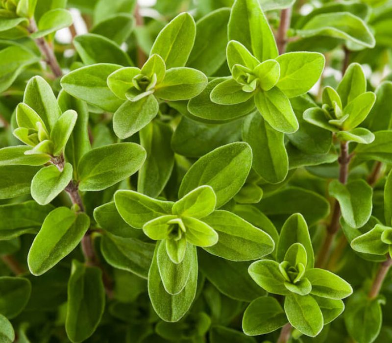 Marjoram